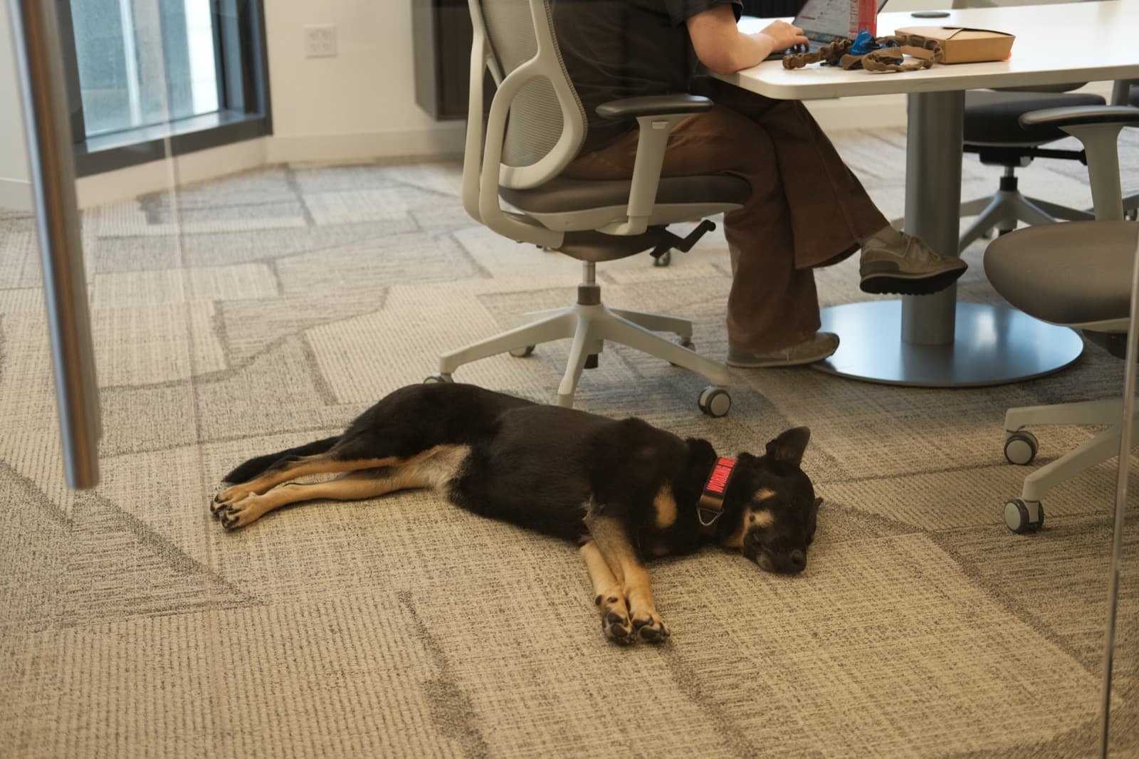Office dog napping under a desk